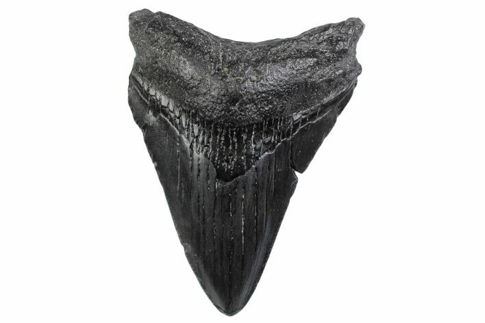Juvenile Megalodon Tooth - South Carolina #370438
